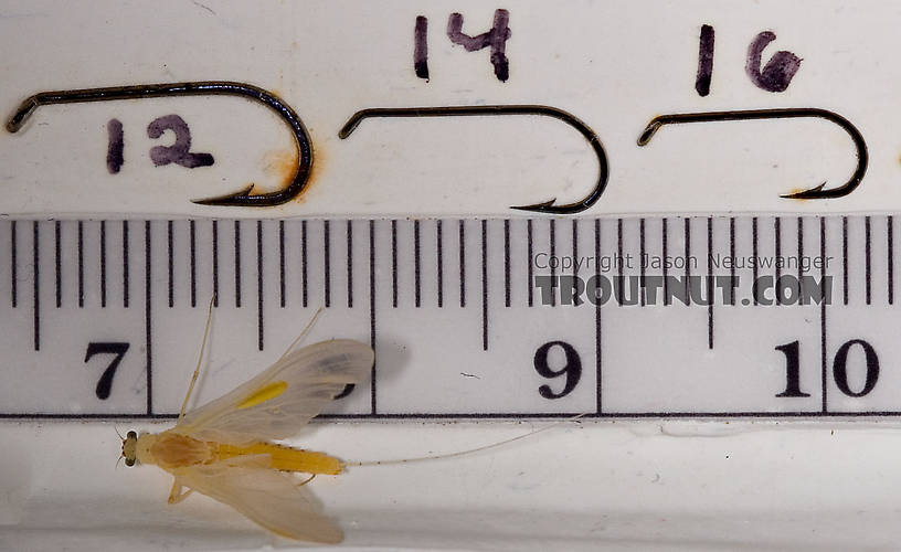 Female Penelomax septentrionalis Mayfly Dun from the West Branch of the Delaware River in New York