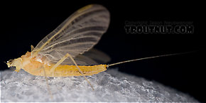 Female Penelomax septentrionalis  Mayfly Dun