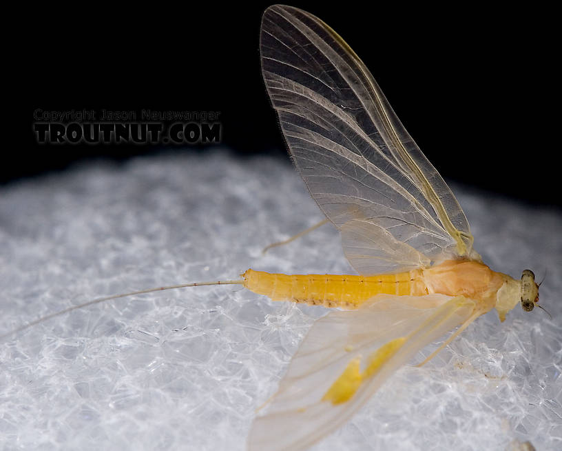 Female Penelomax septentrionalis Mayfly Dun from the West Branch of the Delaware River in New York