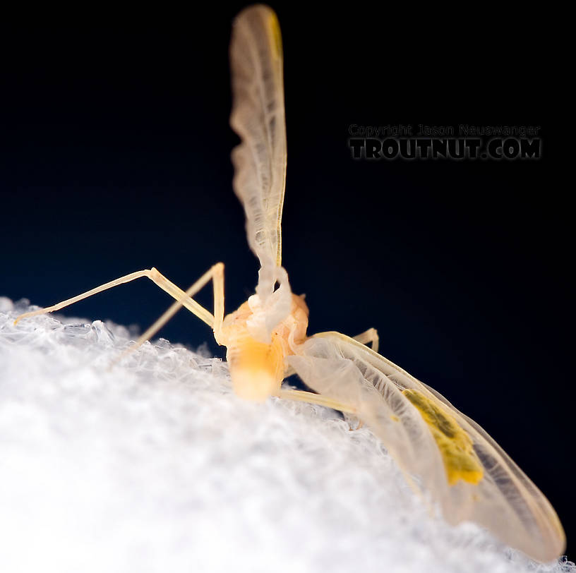 Female Penelomax septentrionalis Mayfly Dun from the West Branch of the Delaware River in New York