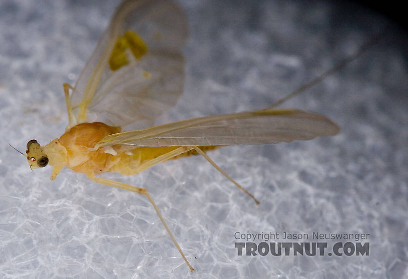 Female Penelomax septentrionalis Mayfly Dun from the West Branch of the Delaware River in New York