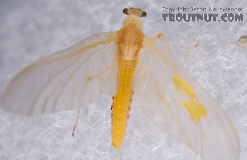 Female Penelomax septentrionalis Mayfly Dun from the West Branch of the Delaware River in New York