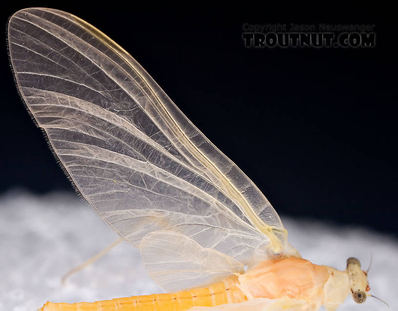 Female Penelomax septentrionalis Mayfly Dun from the West Branch of the Delaware River in New York