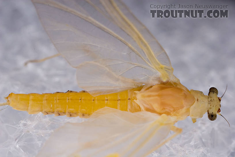 Female Penelomax septentrionalis Mayfly Dun from the West Branch of the Delaware River in New York