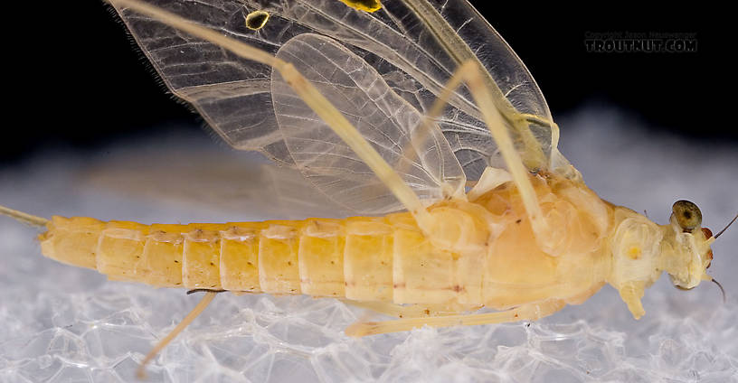 Female Penelomax septentrionalis Mayfly Dun from the West Branch of the Delaware River in New York