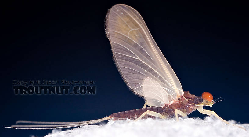 Ephemerella needhami (Little Dark Hendrickson) Mayfly Dun from the West Branch of the Delaware River in New York