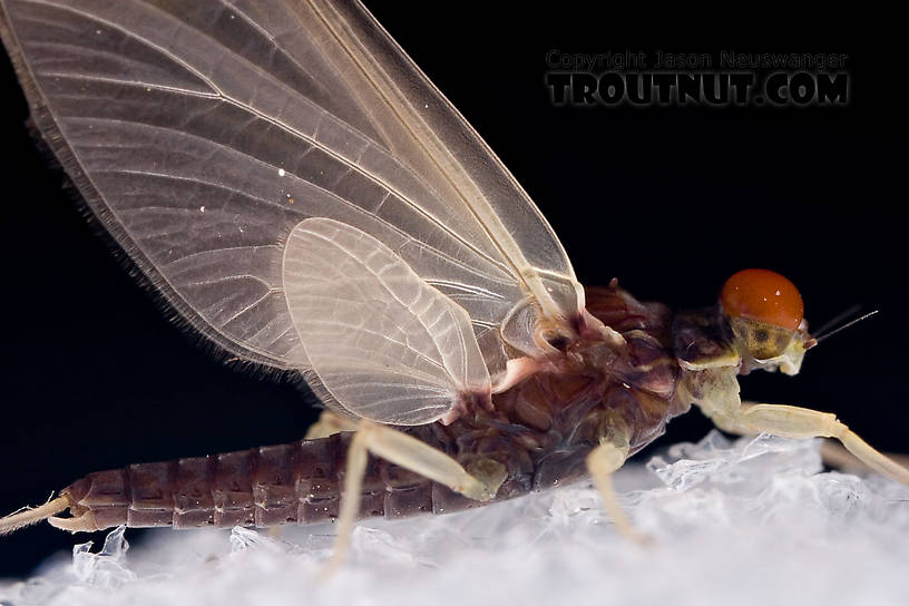 Ephemerella needhami (Little Dark Hendrickson) Mayfly Dun from the West Branch of the Delaware River in New York