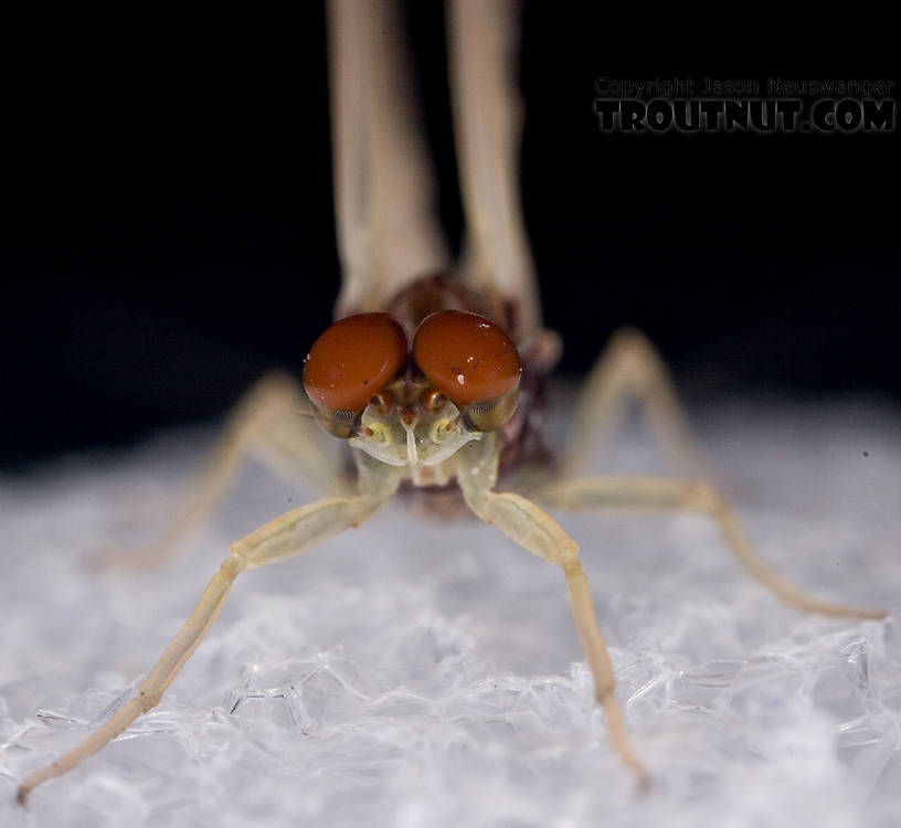 Ephemerella needhami (Little Dark Hendrickson) Mayfly Dun from the West Branch of the Delaware River in New York