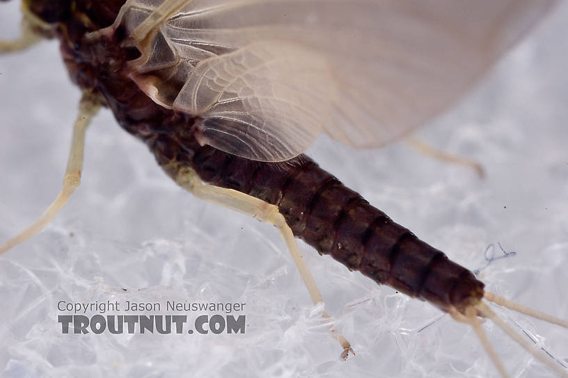 Ephemerella needhami (Little Dark Hendrickson) Mayfly Dun from the West Branch of the Delaware River in New York