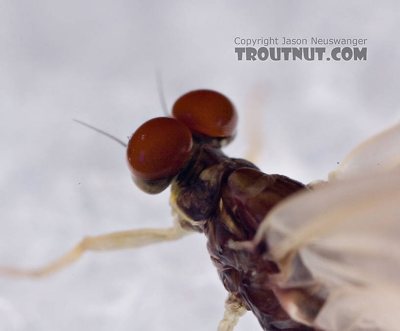 Ephemerella needhami (Little Dark Hendrickson) Mayfly Dun from the West Branch of the Delaware River in New York