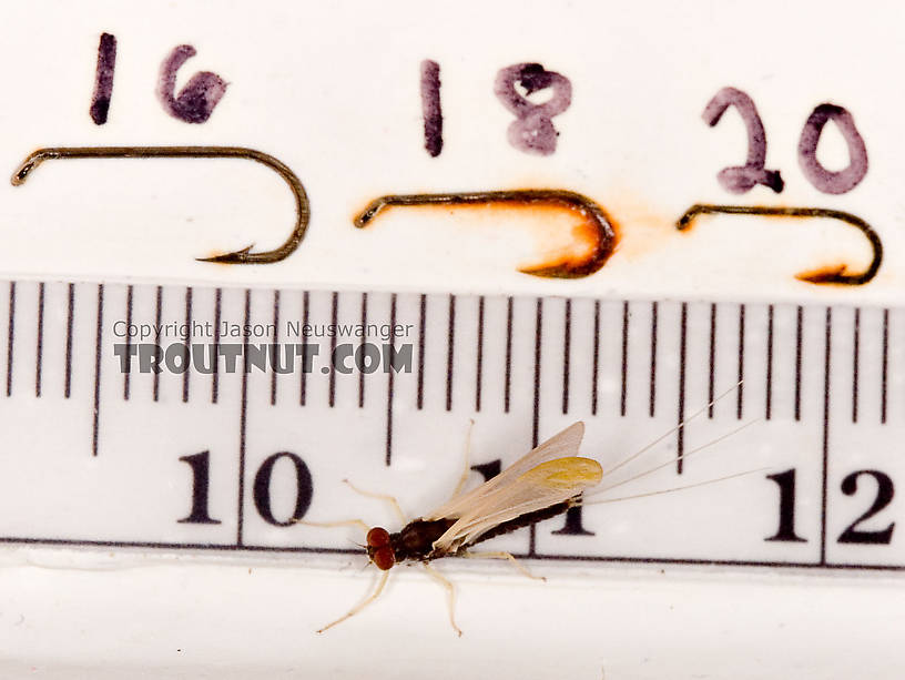 Ephemerella needhami (Little Dark Hendrickson) Mayfly Dun from the West Branch of the Delaware River in New York