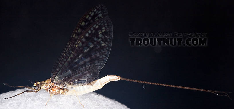 Female Ephemera guttulata (Green Drake) Mayfly Spinner from the West Branch of the Delaware River in New York