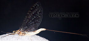 Female Ephemera guttulata (Green Drake) Mayfly Spinner