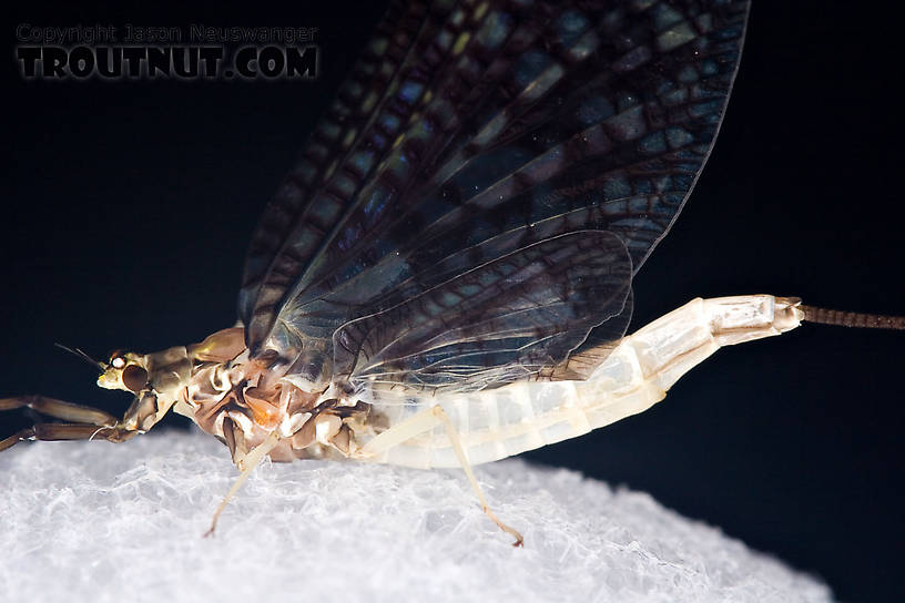 Female Ephemera guttulata (Green Drake) Mayfly Spinner from the West Branch of the Delaware River in New York