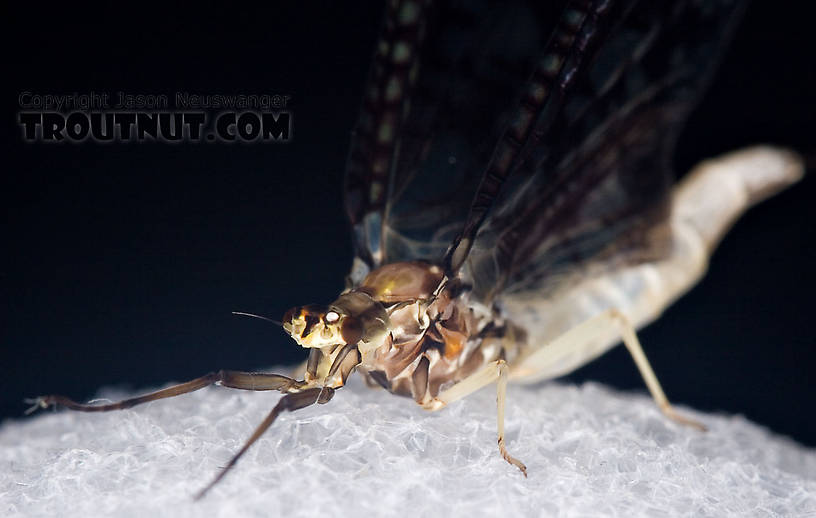 Female Ephemera guttulata (Green Drake) Mayfly Spinner from the West Branch of the Delaware River in New York