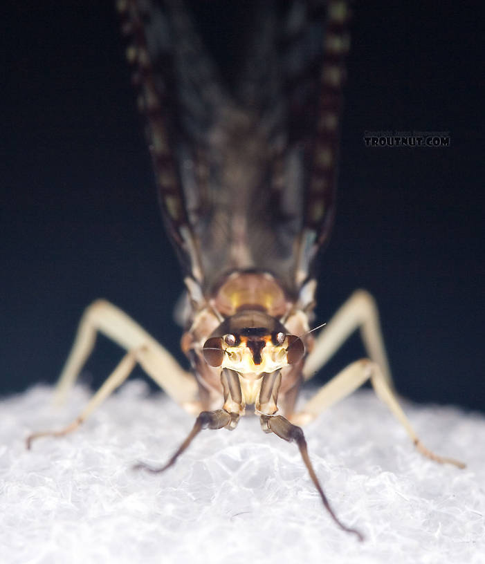 Female Ephemera guttulata (Green Drake) Mayfly Spinner from the West Branch of the Delaware River in New York