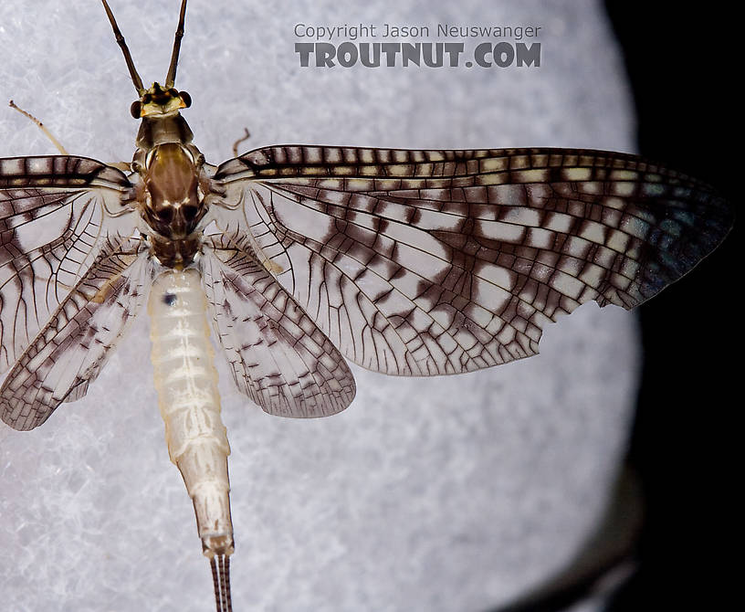 Female Ephemera guttulata (Green Drake) Mayfly Spinner from the West Branch of the Delaware River in New York