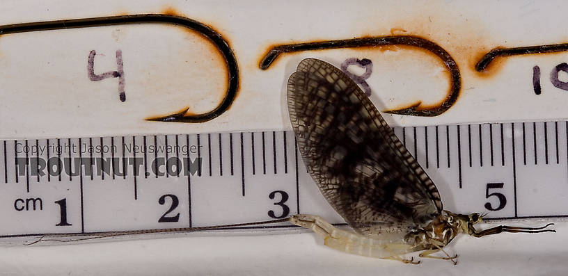 Female Ephemera guttulata (Green Drake) Mayfly Spinner from the West Branch of the Delaware River in New York