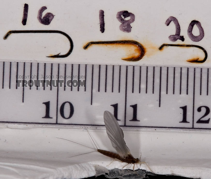 Female Paraleptophlebia (Blue Quills and Mahogany Duns) Mayfly Dun from the West Branch of the Delaware River in New York