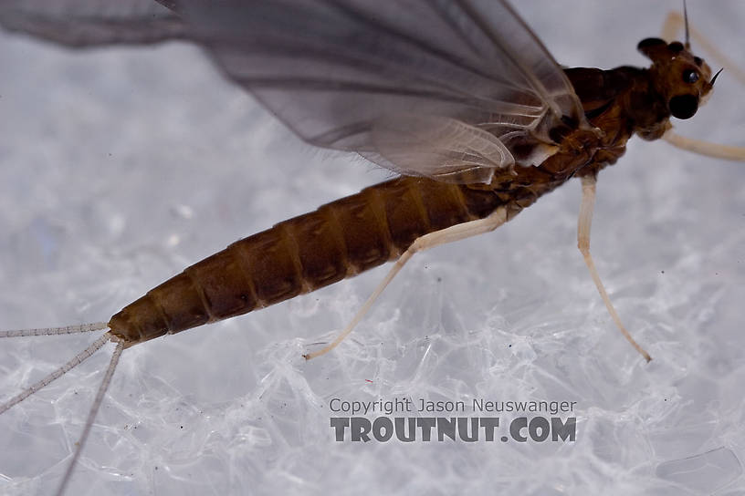 Female Paraleptophlebia (Blue Quills and Mahogany Duns) Mayfly Dun from the West Branch of the Delaware River in New York