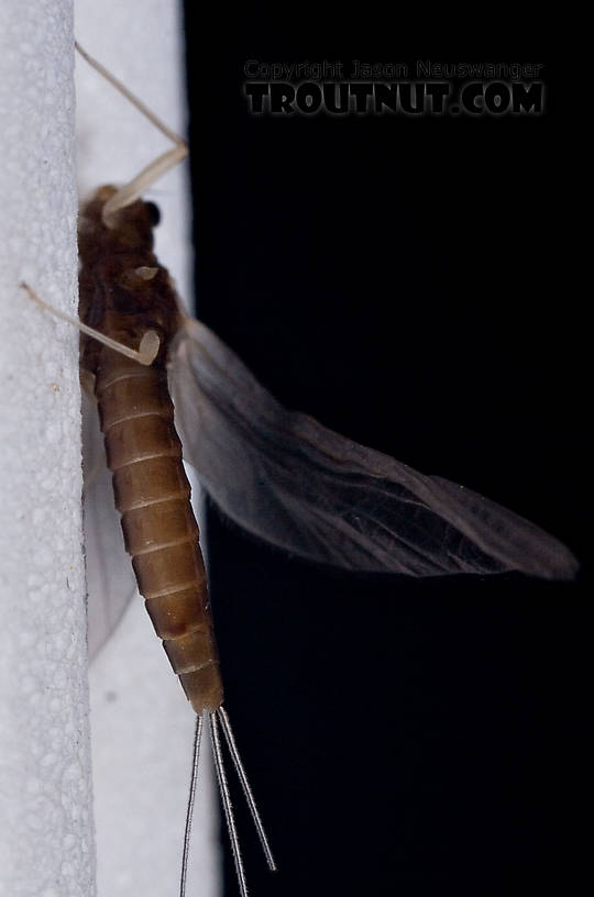 Female Paraleptophlebia (Blue Quills and Mahogany Duns) Mayfly Dun from the West Branch of the Delaware River in New York