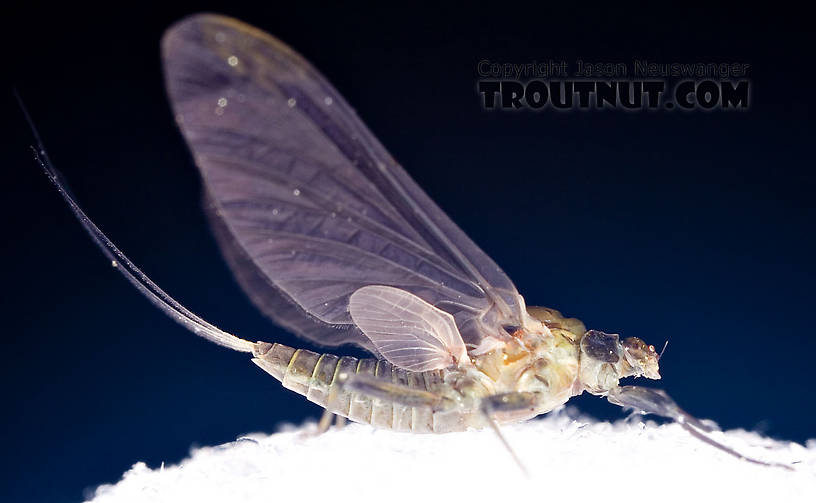 Female Drunella tuberculata Mayfly Dun from the West Branch of the Delaware River in New York