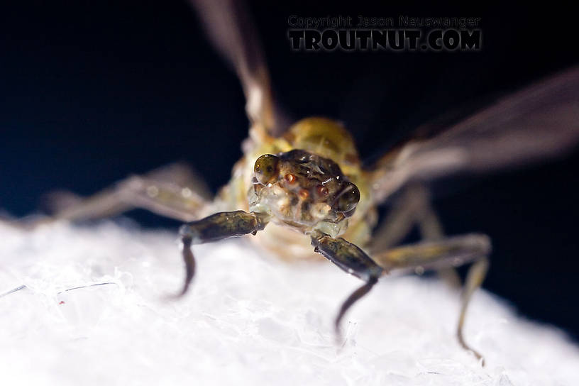 Female Drunella tuberculata Mayfly Dun from the West Branch of the Delaware River in New York