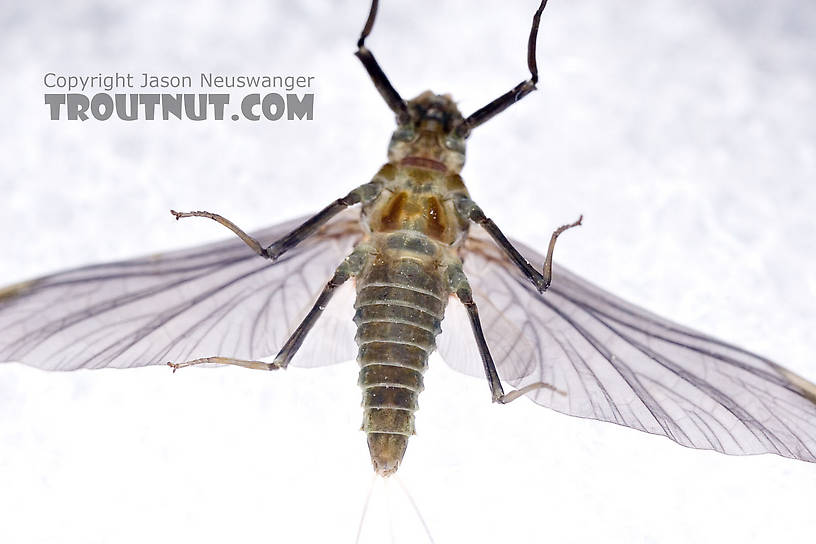 Female Drunella tuberculata Mayfly Dun from the West Branch of the Delaware River in New York