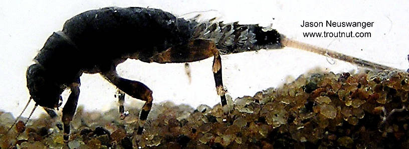 Ephemerella subvaria (Hendrickson) Mayfly Nymph from unknown in Wisconsin