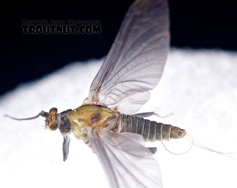 Female Drunella tuberculata Mayfly Dun from the West Branch of the Delaware River in New York