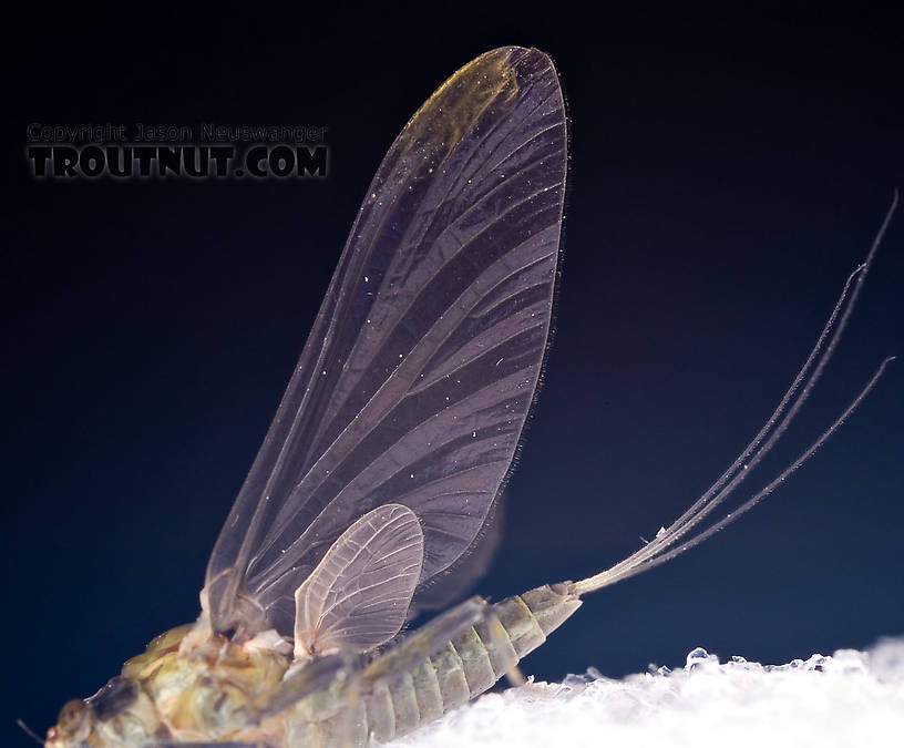 Female Drunella tuberculata Mayfly Dun from the West Branch of the Delaware River in New York