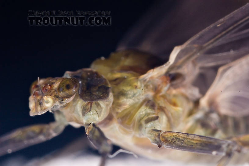 Female Drunella tuberculata Mayfly Dun from the West Branch of the Delaware River in New York