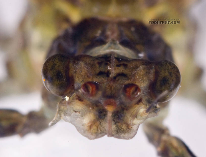 The projection under the right eye of this one is interesting.  Female Drunella tuberculata Mayfly Dun from the West Branch of the Delaware River in New York