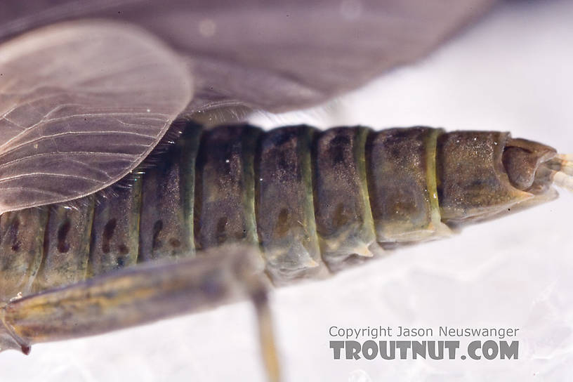 Female Drunella tuberculata Mayfly Dun from the West Branch of the Delaware River in New York