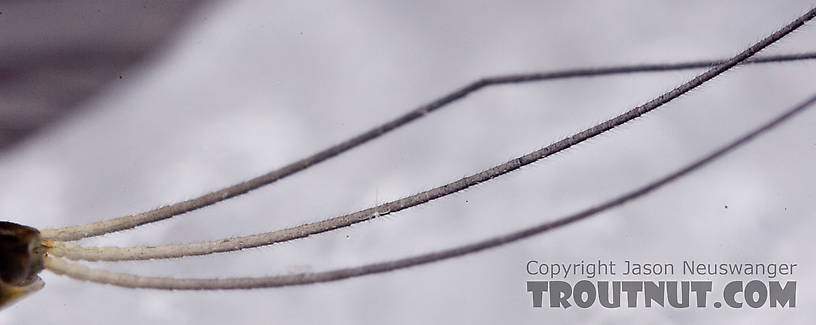 Female Drunella tuberculata Mayfly Dun from the West Branch of the Delaware River in New York