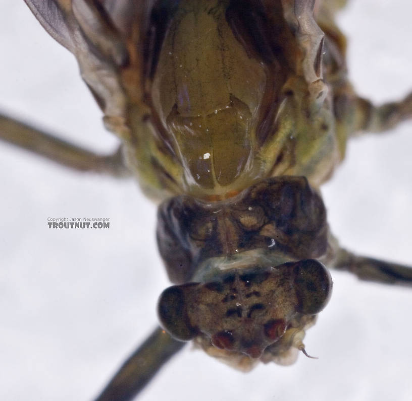 Female Drunella tuberculata Mayfly Dun from the West Branch of the Delaware River in New York