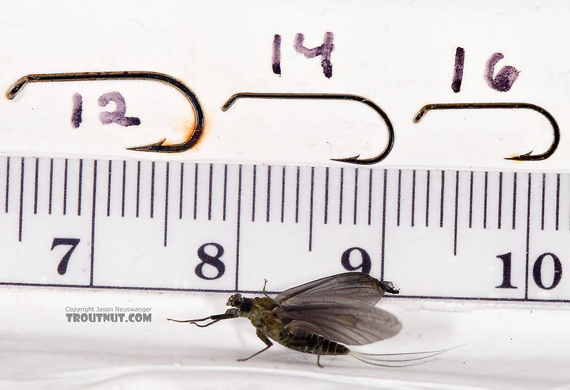 Female Drunella tuberculata Mayfly Dun from the West Branch of the Delaware River in New York