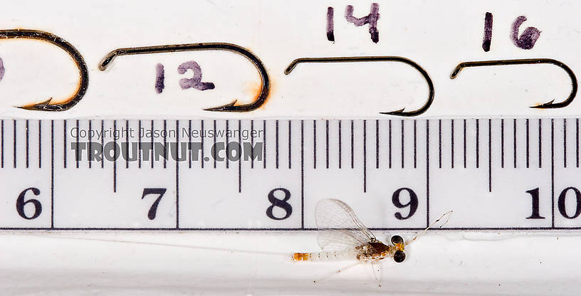 Male Maccaffertium terminatum Mayfly Spinner from the West Branch of the Delaware River in New York