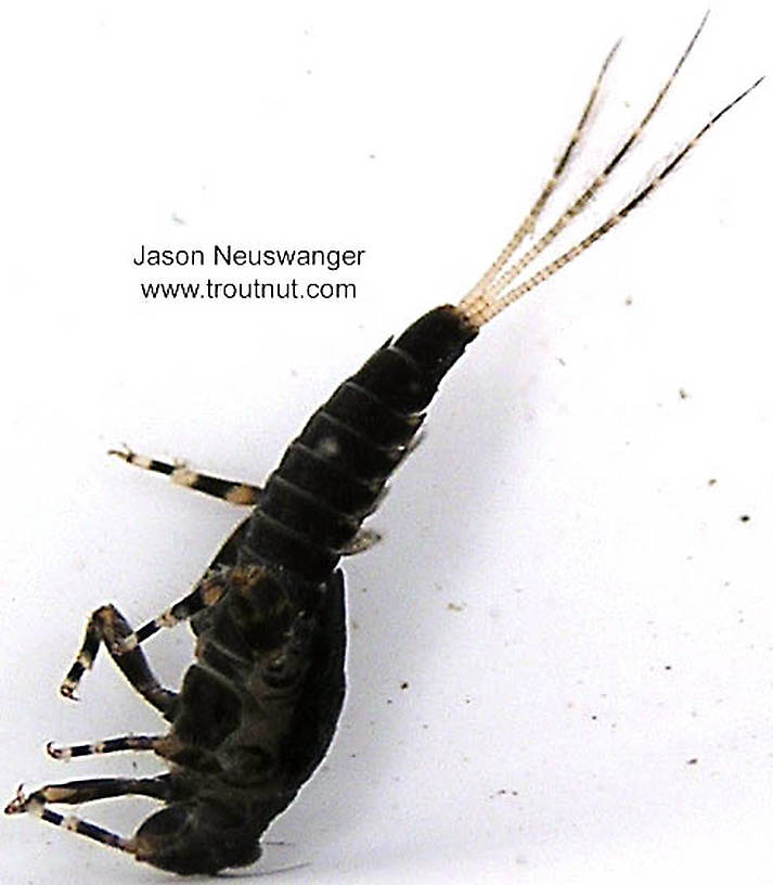 Ephemerella subvaria (Hendrickson) Mayfly Nymph from unknown in Wisconsin