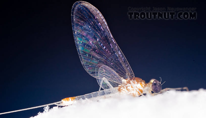 Male Maccaffertium terminatum Mayfly Spinner from the West Branch of the Delaware River in New York