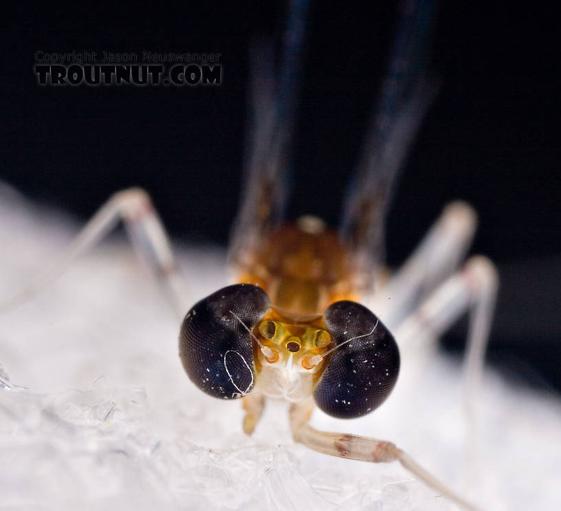 Male Maccaffertium terminatum Mayfly Spinner from the West Branch of the Delaware River in New York