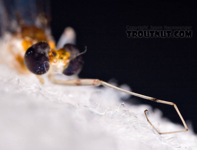 Male Maccaffertium terminatum Mayfly Spinner from the West Branch of the Delaware River in New York