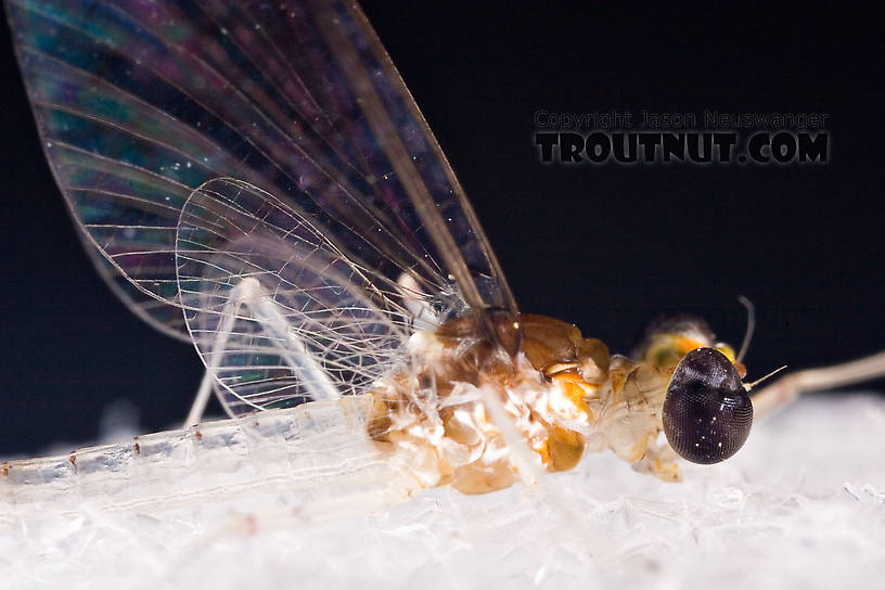 Male Maccaffertium terminatum Mayfly Spinner from the West Branch of the Delaware River in New York