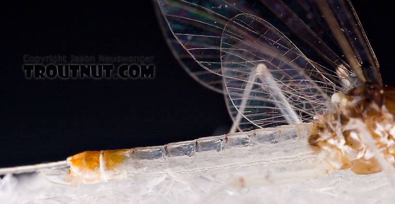 Male Maccaffertium terminatum Mayfly Spinner from the West Branch of the Delaware River in New York