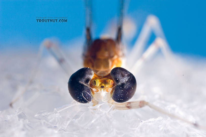 Male Maccaffertium terminatum Mayfly Spinner from the West Branch of the Delaware River in New York