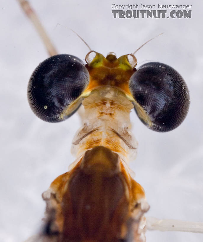 Male Maccaffertium terminatum Mayfly Spinner from the West Branch of the Delaware River in New York