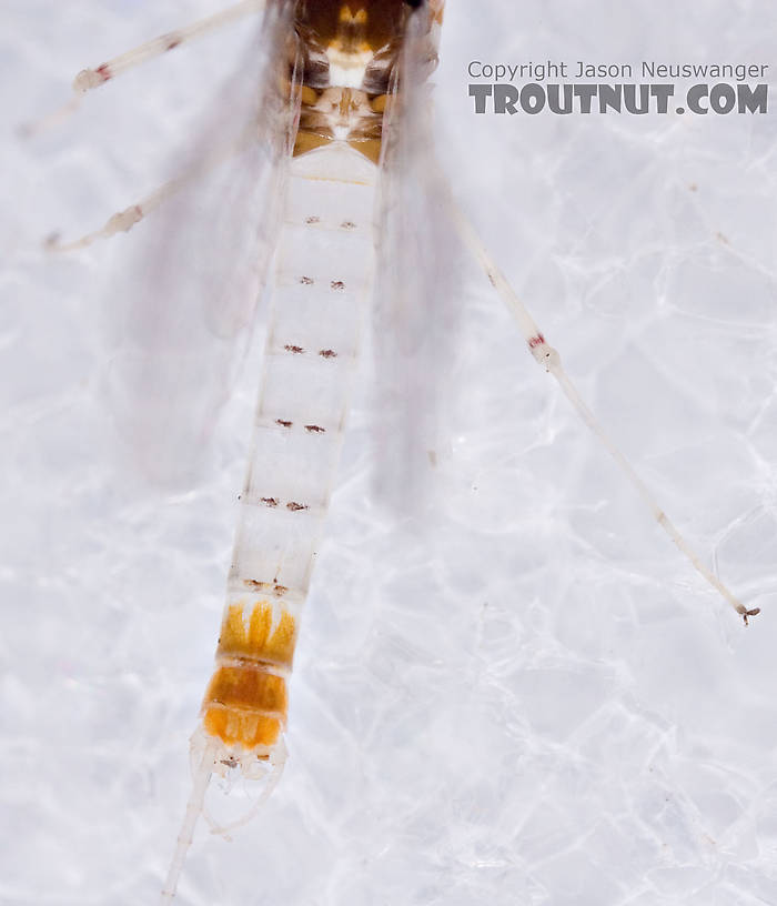 Male Maccaffertium terminatum Mayfly Spinner from the West Branch of the Delaware River in New York