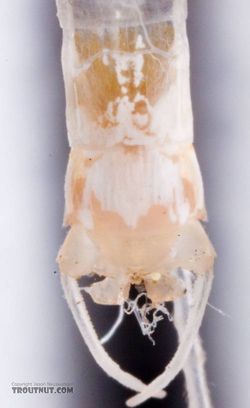 Male Maccaffertium terminatum Mayfly Spinner from the West Branch of the Delaware River in New York