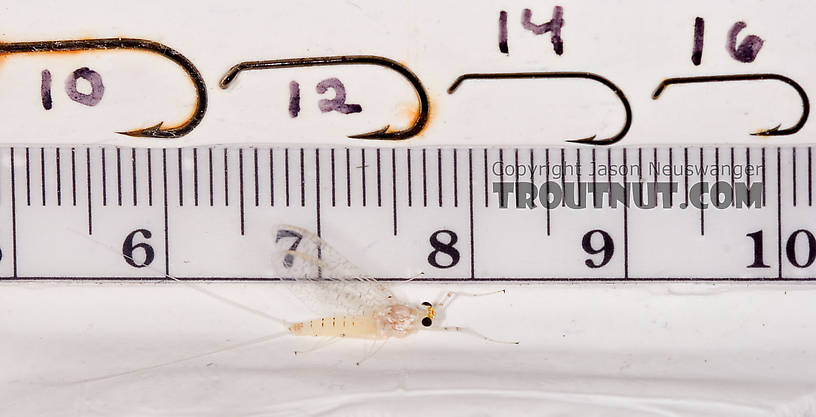 Female Maccaffertium terminatum Mayfly Spinner from the West Branch of the Delaware River in New York