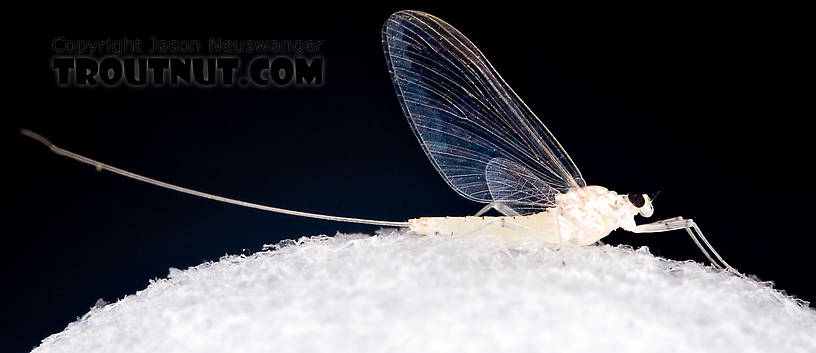 Female Maccaffertium terminatum Mayfly Spinner from the West Branch of the Delaware River in New York